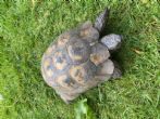 Spur Thighed : Male approx 35 years old (Romeo)